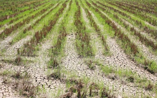 drought rice field sea