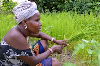 african women farmers