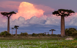 Madagascar biodiversity