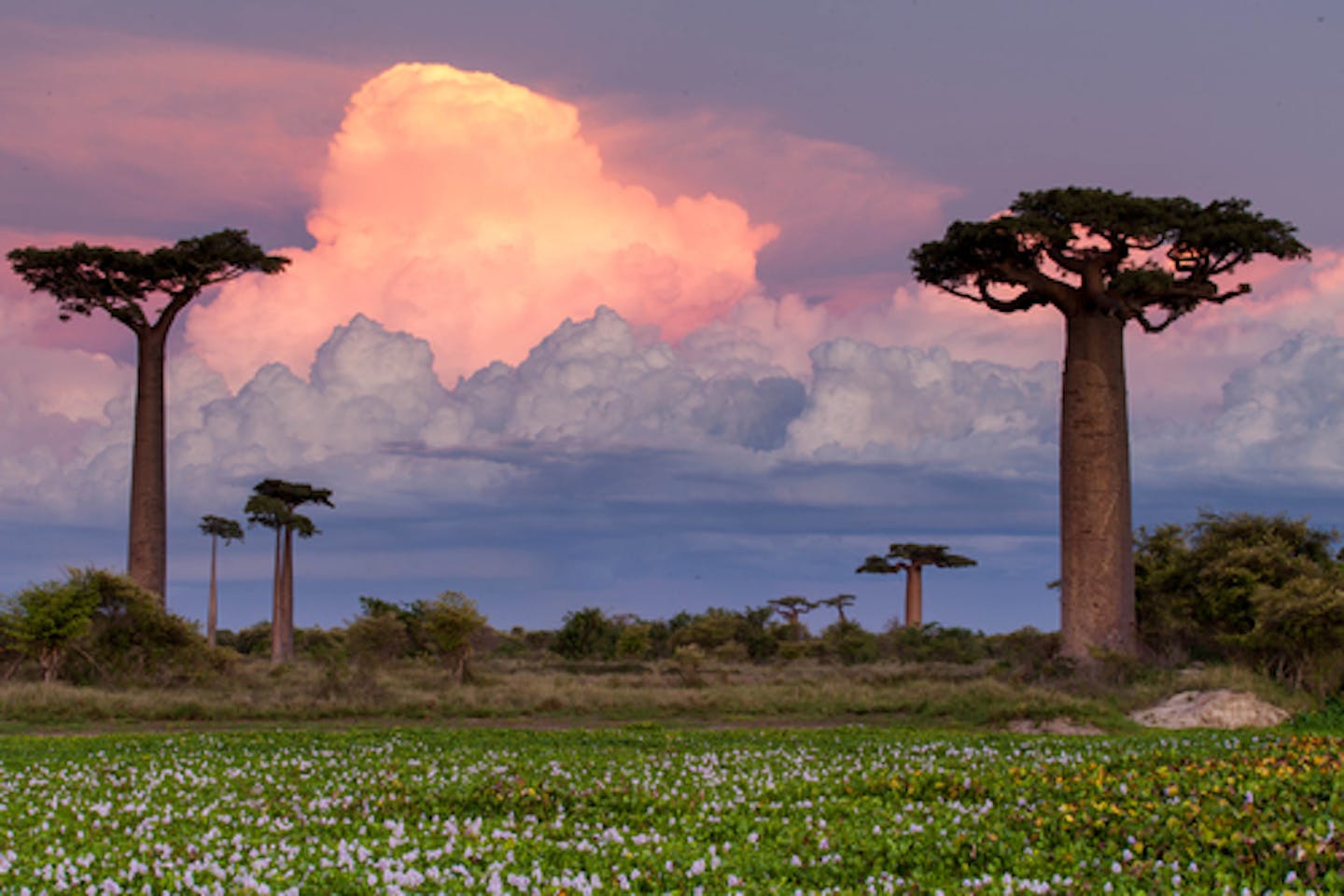 Madagascar biodiversity