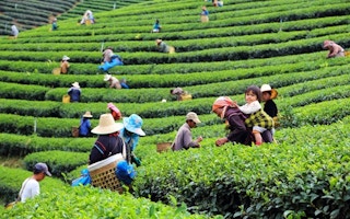 tea plantation thai