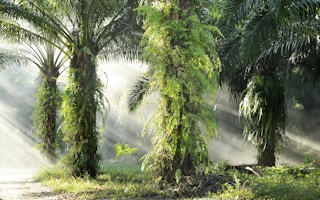 sunrays through oil palm