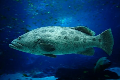 blue tank grouper