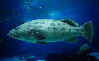 blue tank grouper