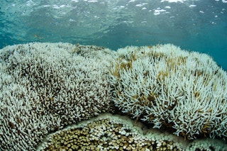 coral bleached