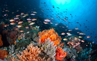 marine resources raja ampat