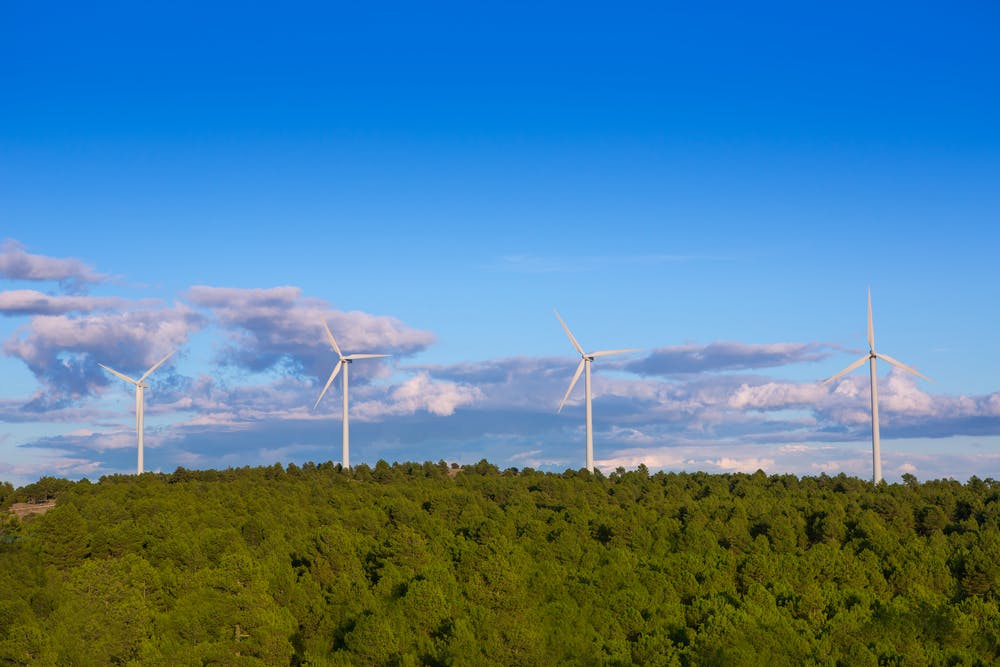 forests and clean energy