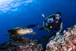 thailand diver sea turtle