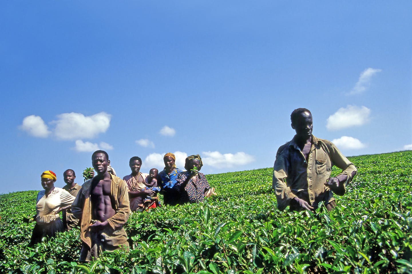 africa farmers