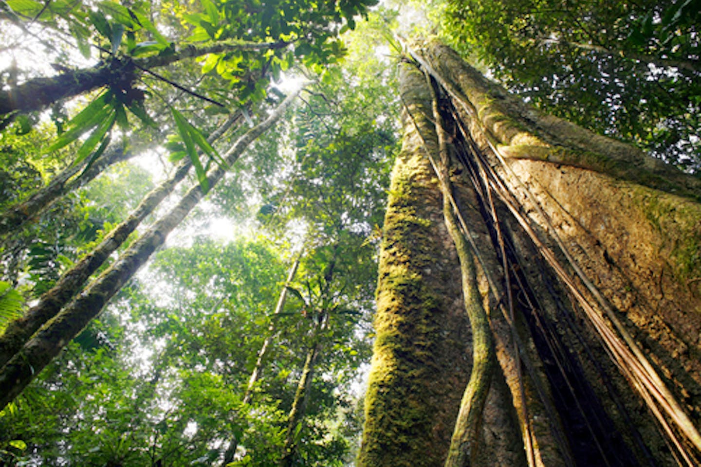 Ecuador rainforest