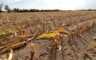 drought crops