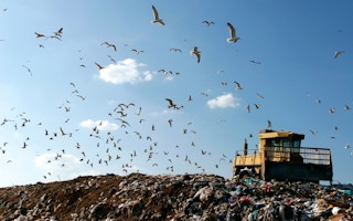 landfill birds bulldozer