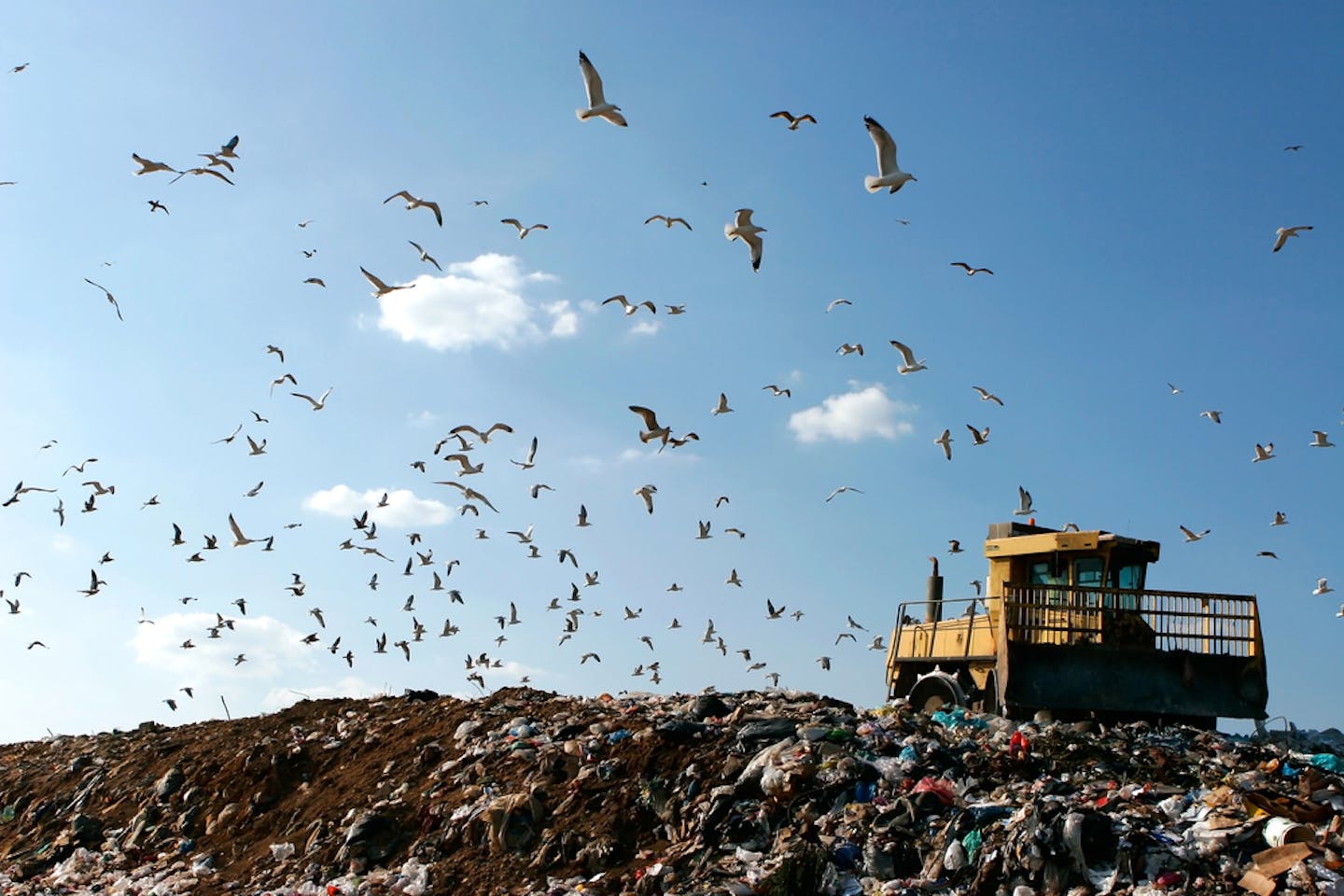 landfill birds bulldozer
