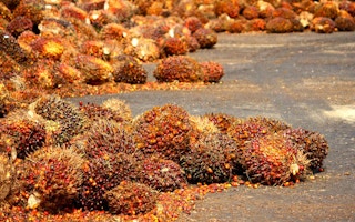 palm oil fruits spread