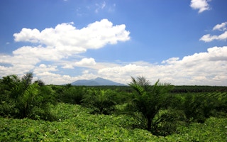 view palm plantation