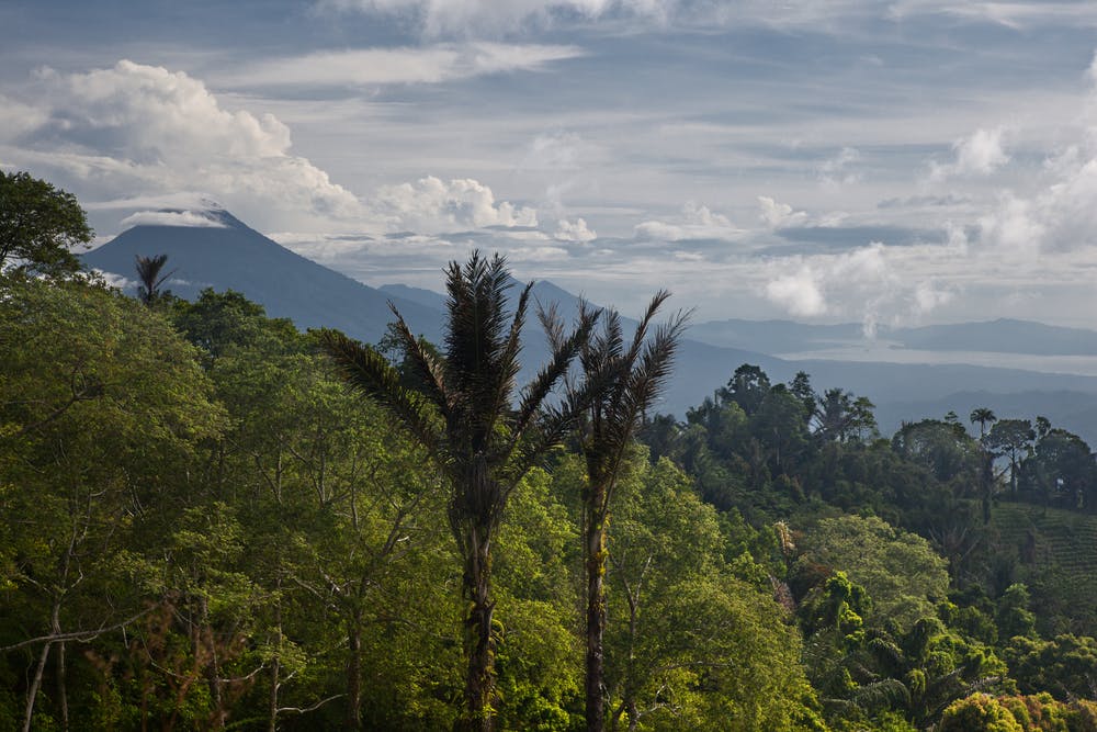 Indonesia rainsforest carbon scheme
