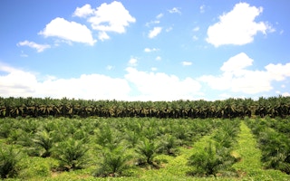 palm oil plantation with blue skies