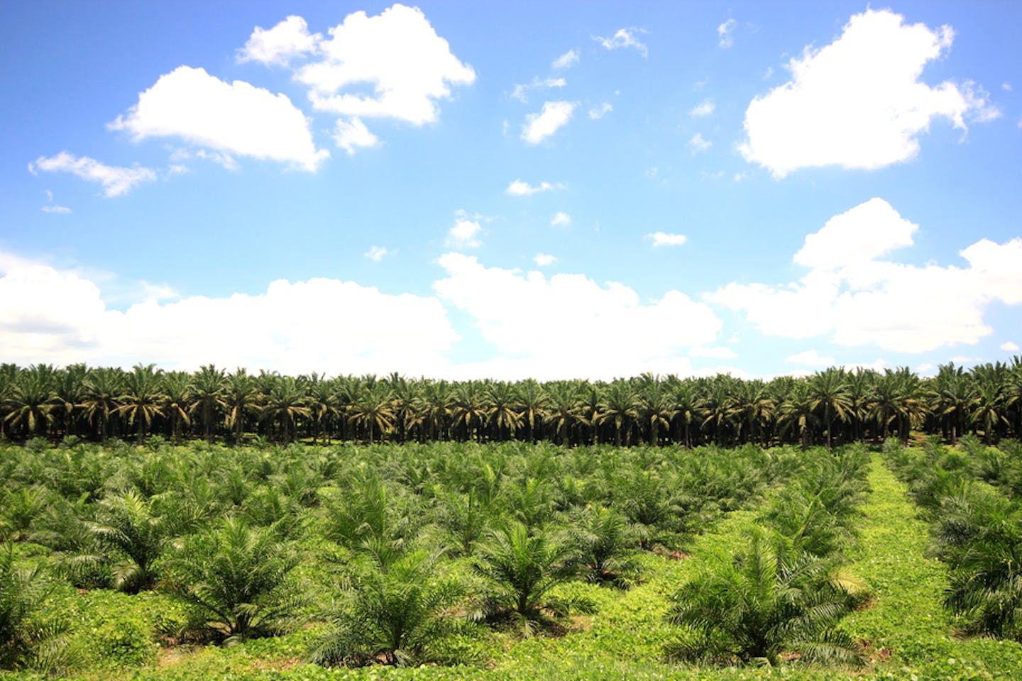 palm oil plantation with blue skies