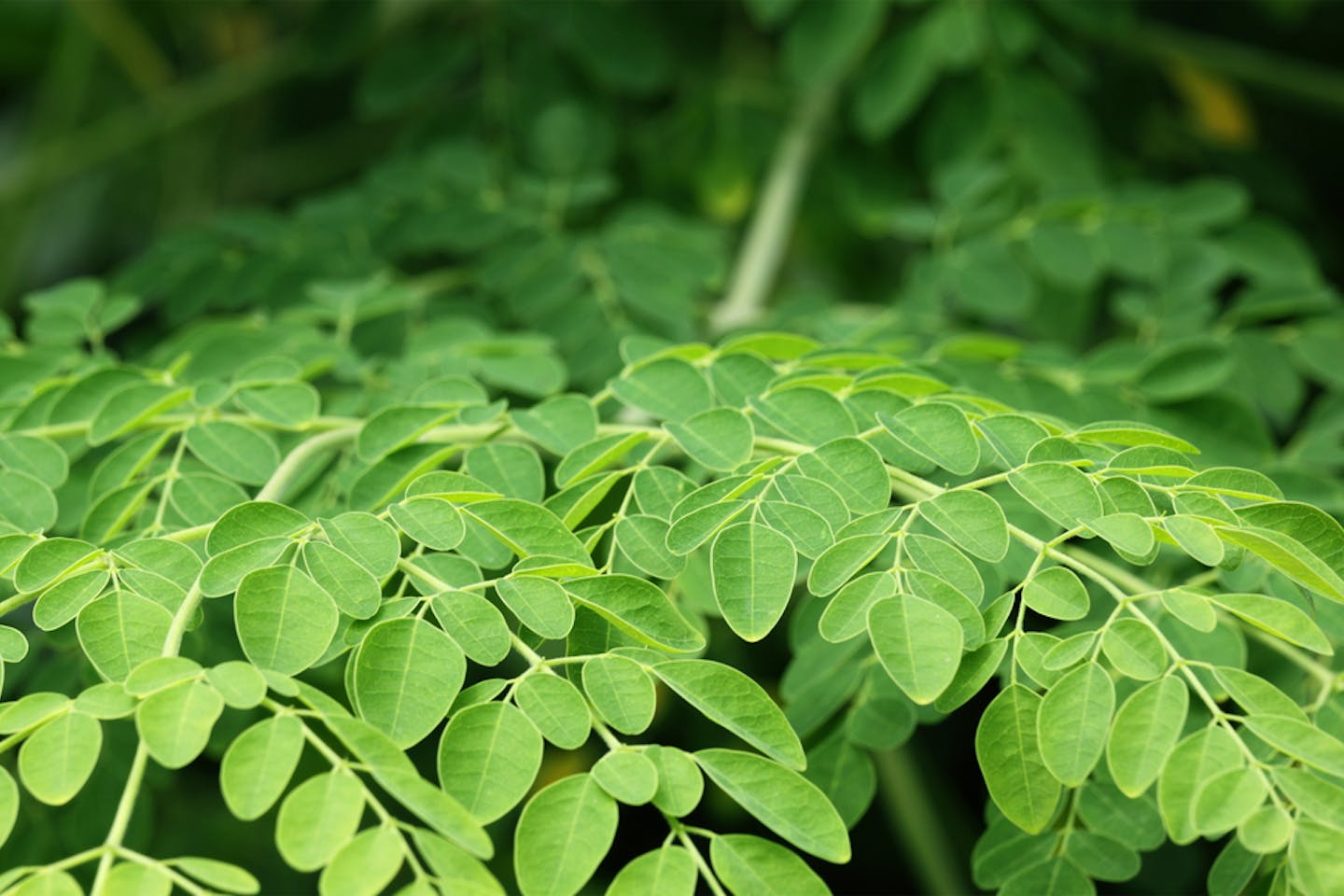 Can Superfoods Boost The Planet S Health Too News Eco Business Asia Pacific Can Superfoods Boost The Planet S Health Too News Eco Business Asia Pacific