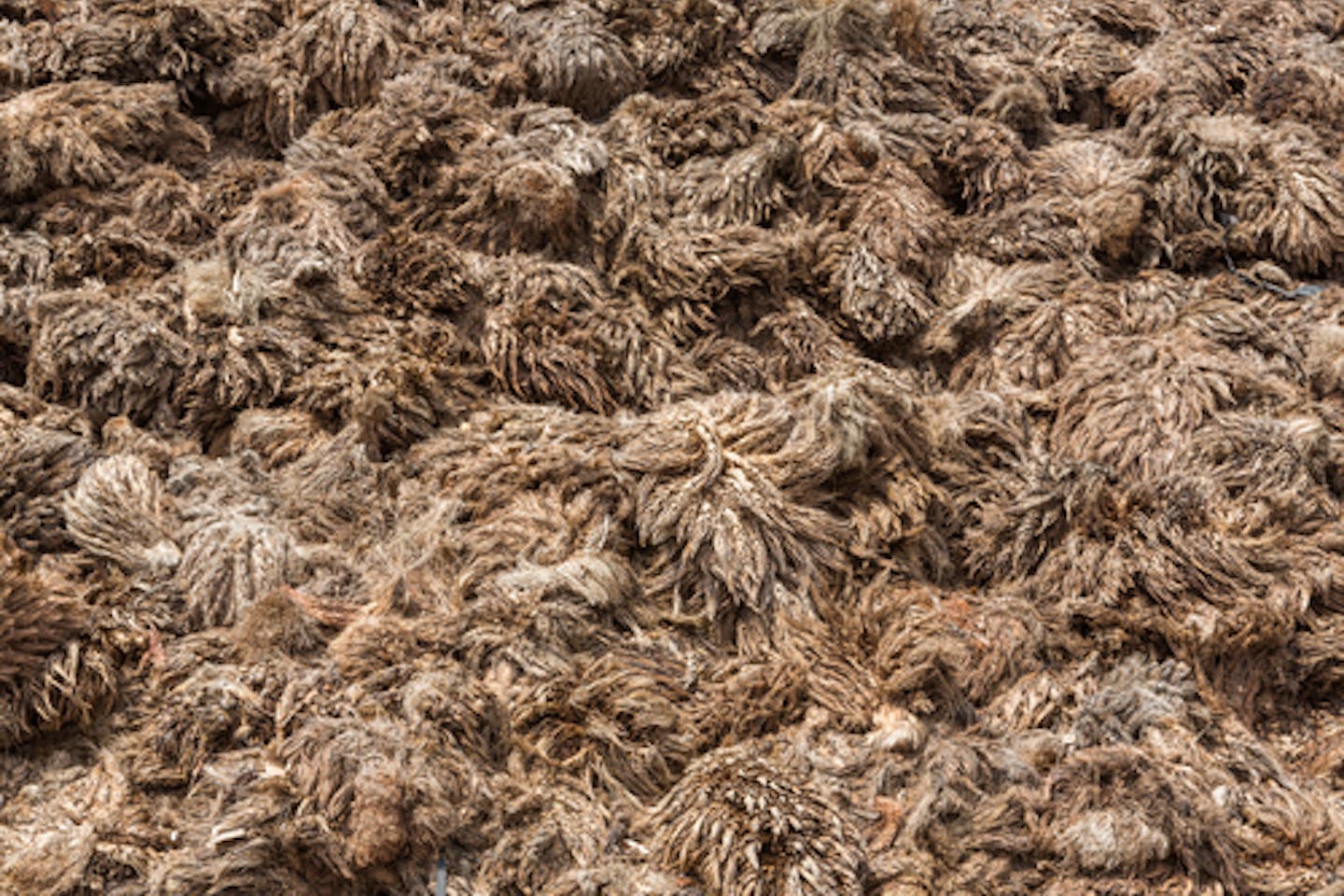 Palm Oil And The Environment Scientific Malaysian Magazine