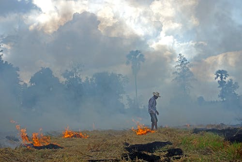 burning rice straw vn