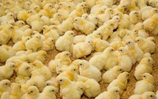 chick factory farms