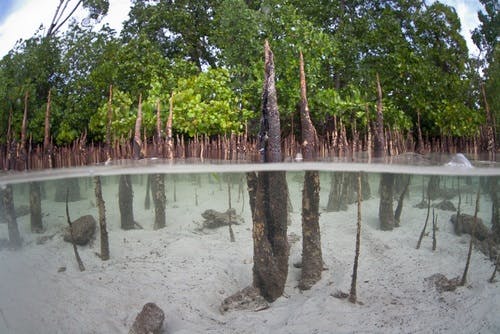mangroves forest id