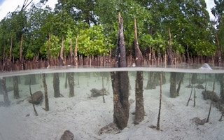 mangroves forest id
