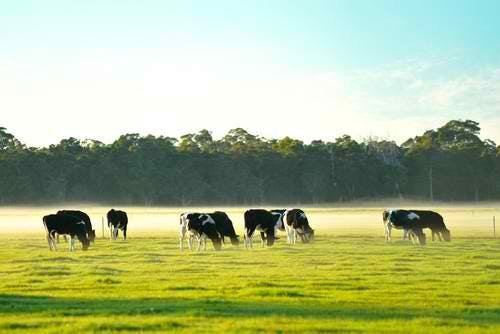 carbon farming graziers