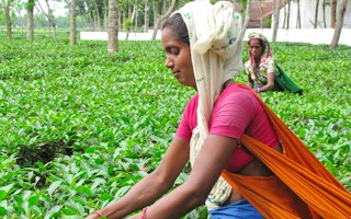 bangladesh farmer