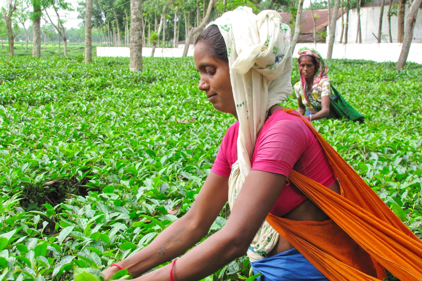 bangladesh farmer