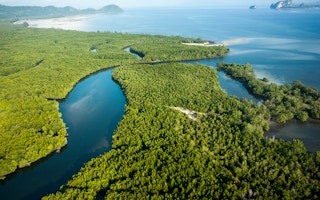 mangrove protection