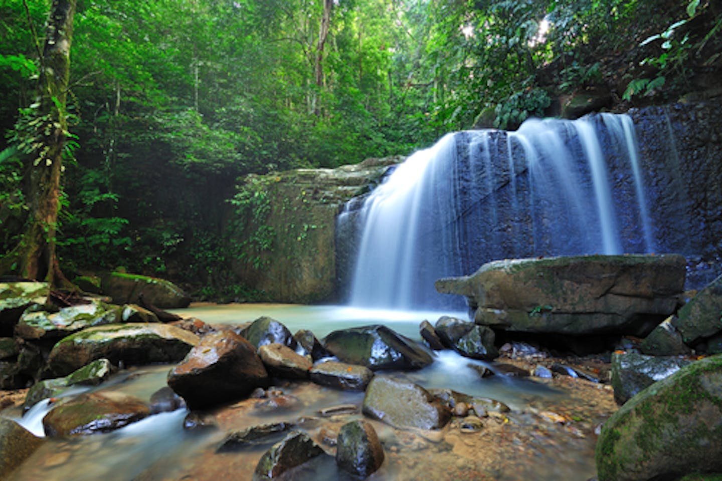 Borneo forests and rivers