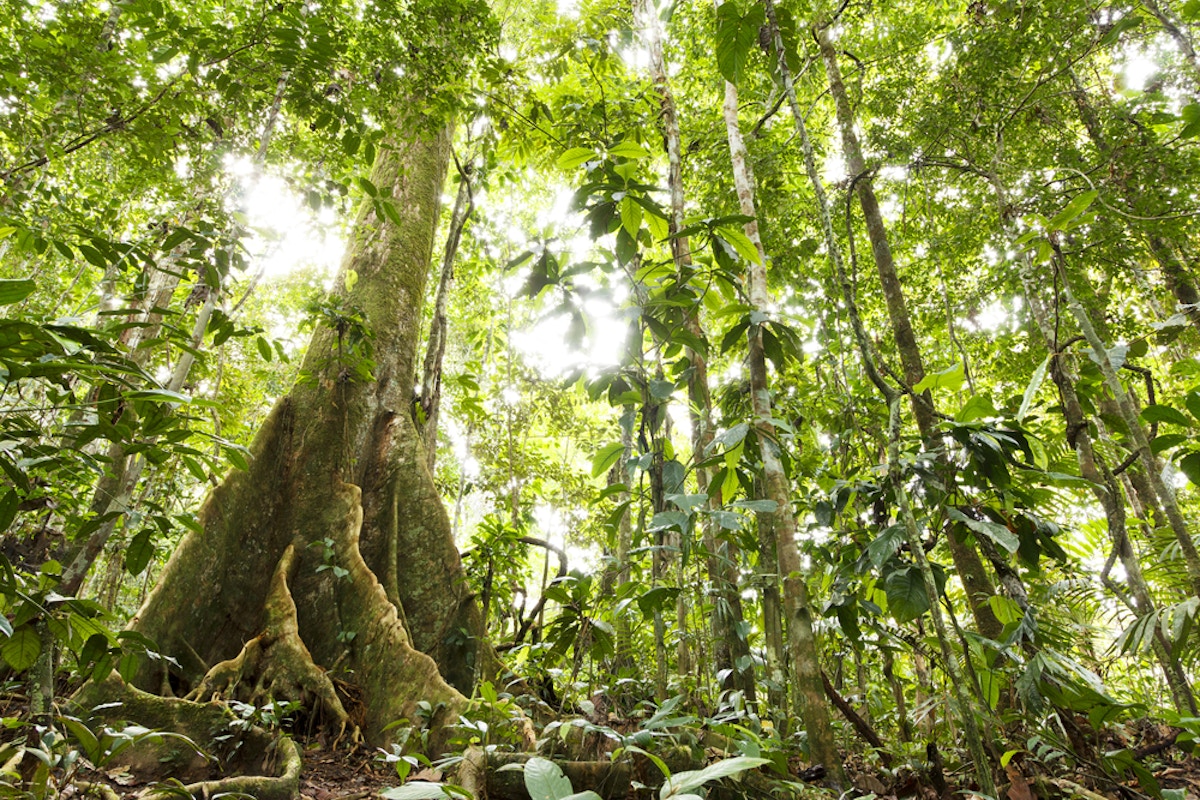 Ходячие деревья в Эквадоре