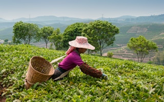 Young woman collecting tea in a farm in Asia