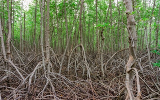 indonesia mangrove2