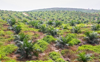 palm oil plantation sea
