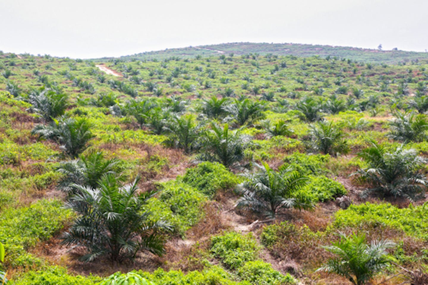 palm oil plantation sea