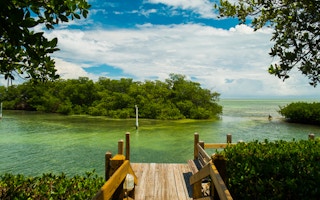mangroves ecosystems