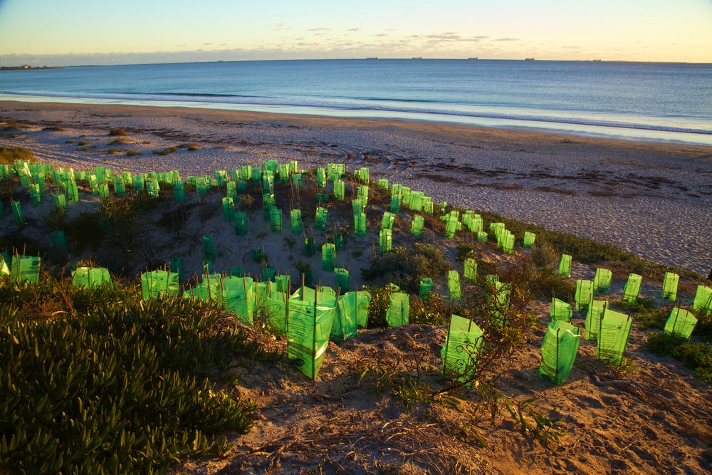 replanting leighton beach aus