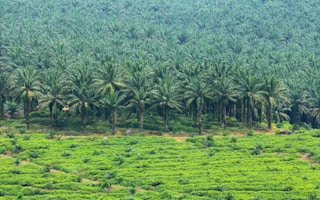 palm indigenous