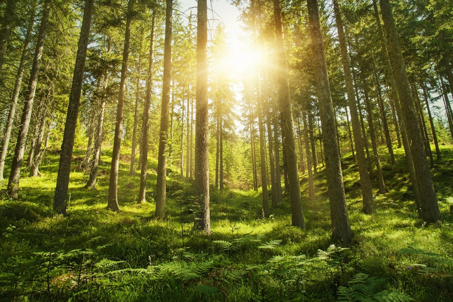 natural capital 123
