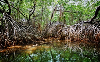 mangrove sri lanka