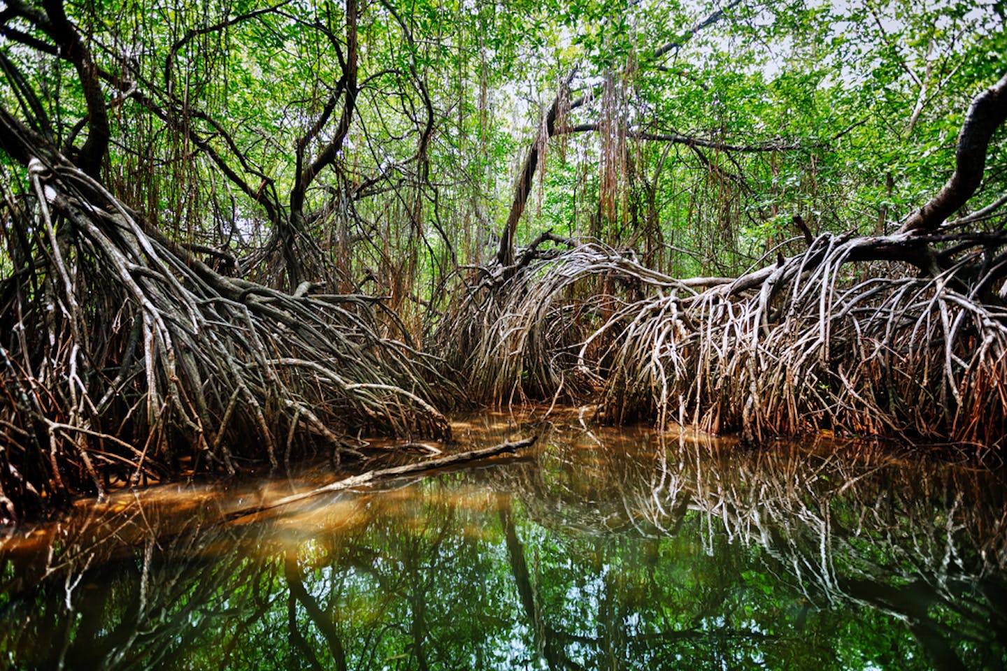 mangrove sri lanka