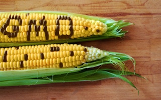 EU GMO