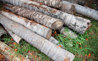Philippines coconut timber