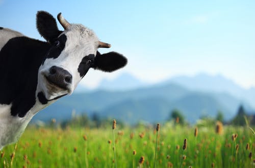 funny cow