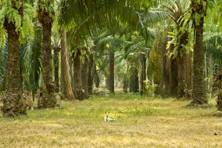 palm oil plantation krabi thailand