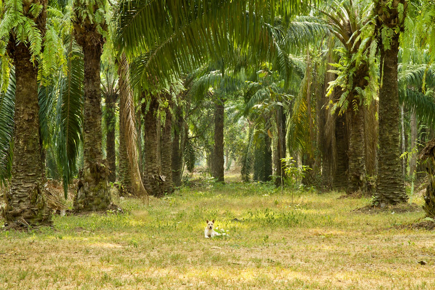 palm oil plantation krabi thailand