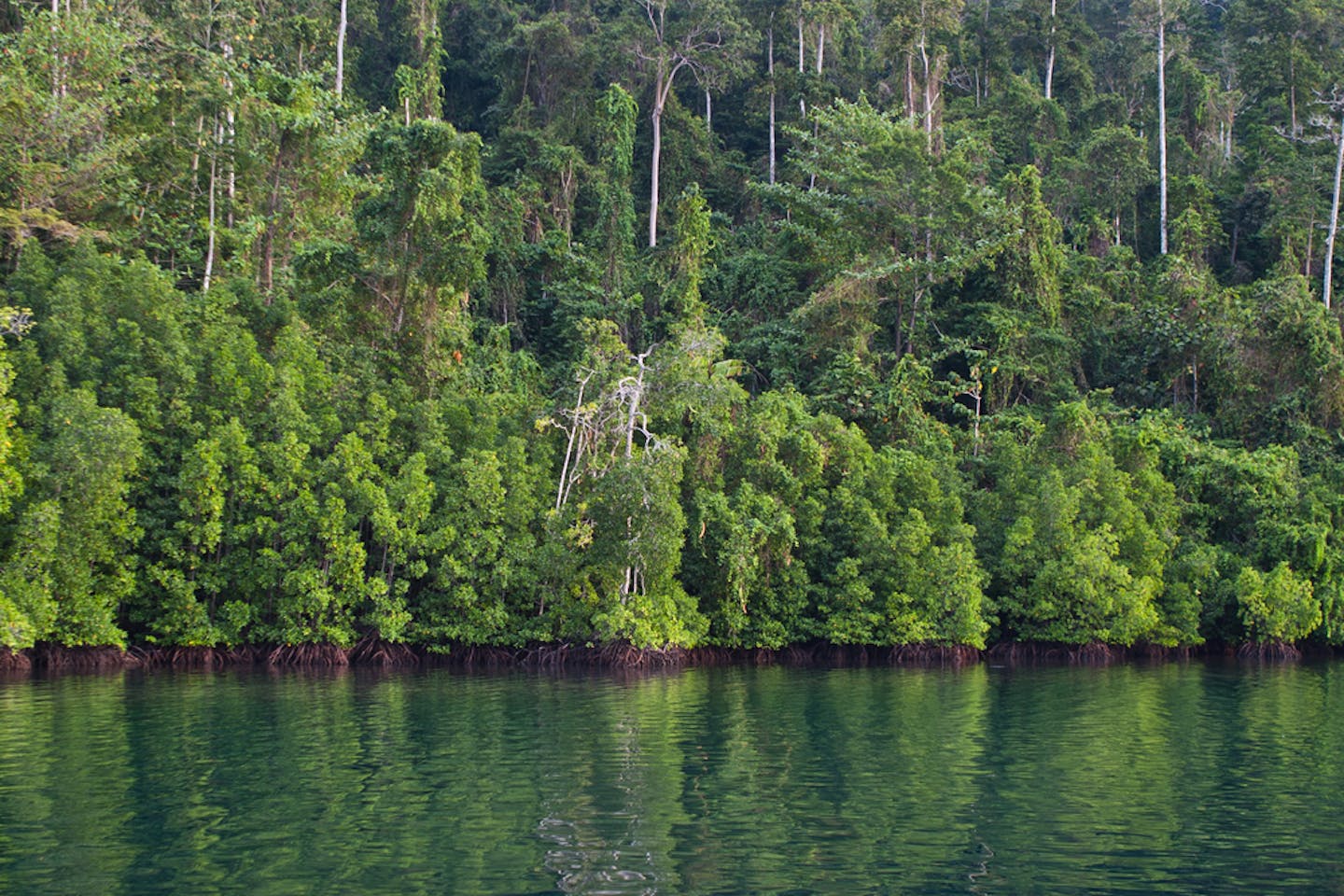 indonesia lagoon forest